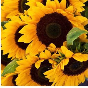 Meet your Posher, Nuria